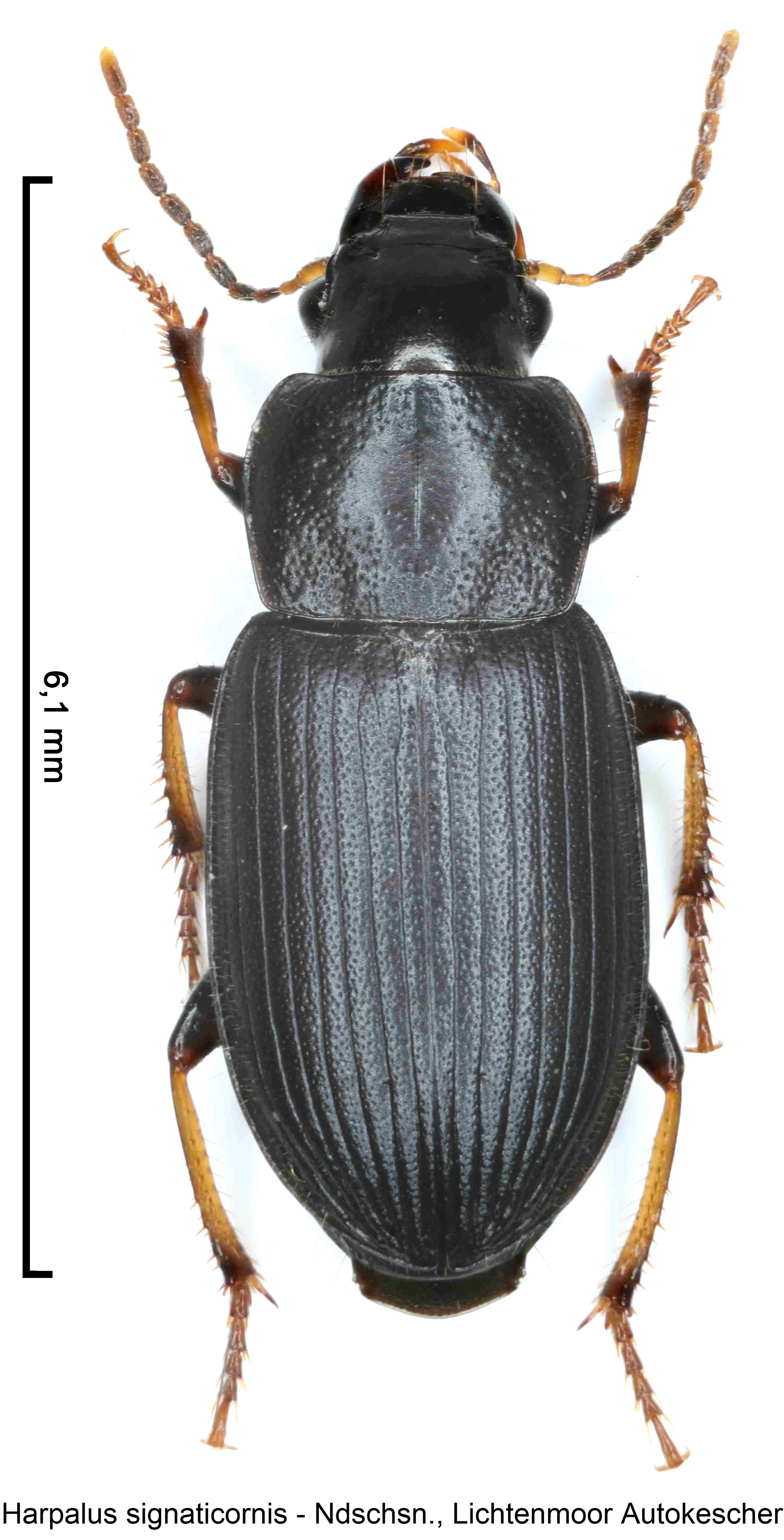 harpalus signaticornis_hab1.jpg